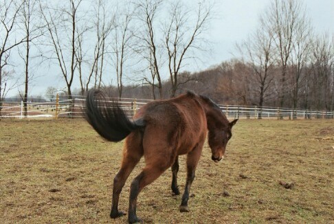 Bucking.jpg (65015 bytes)