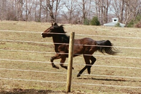 Gallop front fence.jpg (69696 bytes)