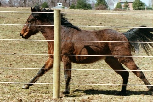 Gallop front fence2.jpg (64193 bytes)