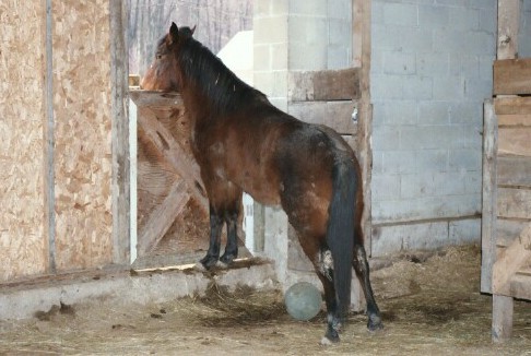 Looking out barn door.jpg (50934 bytes)