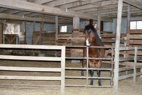 Standing at barn gate.jpg (56636 bytes)