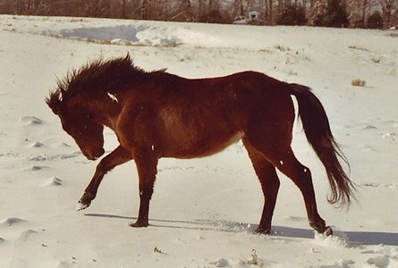 Canter In Snow closeup 2003.JPG (37071 bytes)