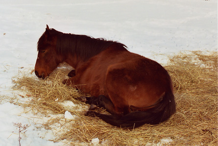 Doze in Hay Again.JPG (69656 bytes)