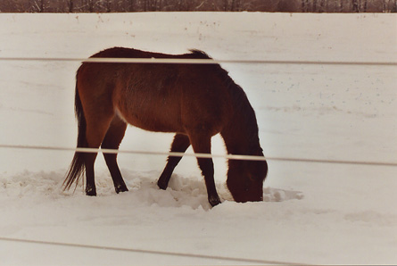 Grazing Through Snow 2003.JPG (39607 bytes)