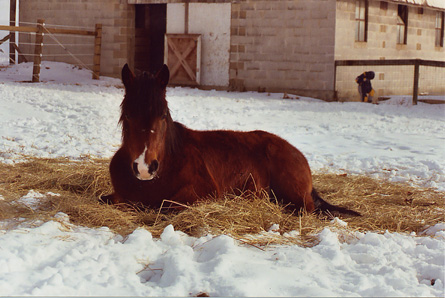 Rest in Hay Alert.JPG (74382 bytes)