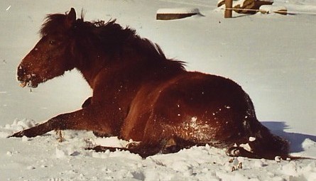 Rolling In Snow closeup 2003.JPG (33630 bytes)