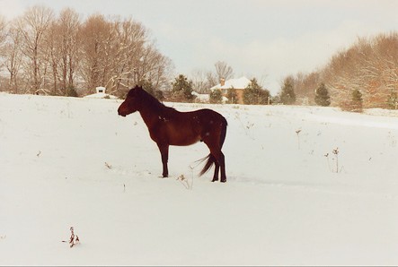 Standing Snowy Pasture 2003.JPG (26702 bytes)