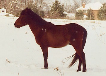 Standing Snowy Pasture closeup 2003.JPG (25535 bytes)