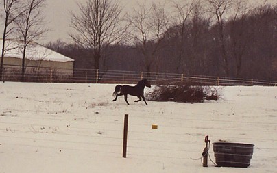 Trot In Snow Again 2003.JPG (30549 bytes)