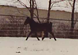 Trot In Snow yet again magnified 2003.JPG (13629 bytes)
