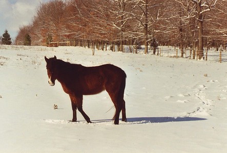 Walk In Snow 2003.JPG (41937 bytes)