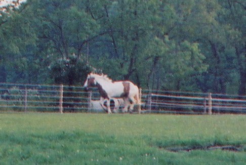 running along with mare next door closeup.jpg (50598 bytes)