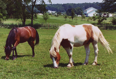 Cocoa and Bob Graze Left.JPG (79603 bytes)