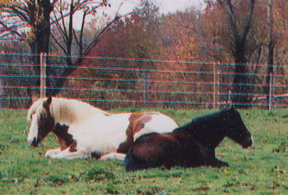 Cocoa and Bob Lying Down Closeup.JPG (57235 bytes)