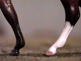 hoof stocking detail